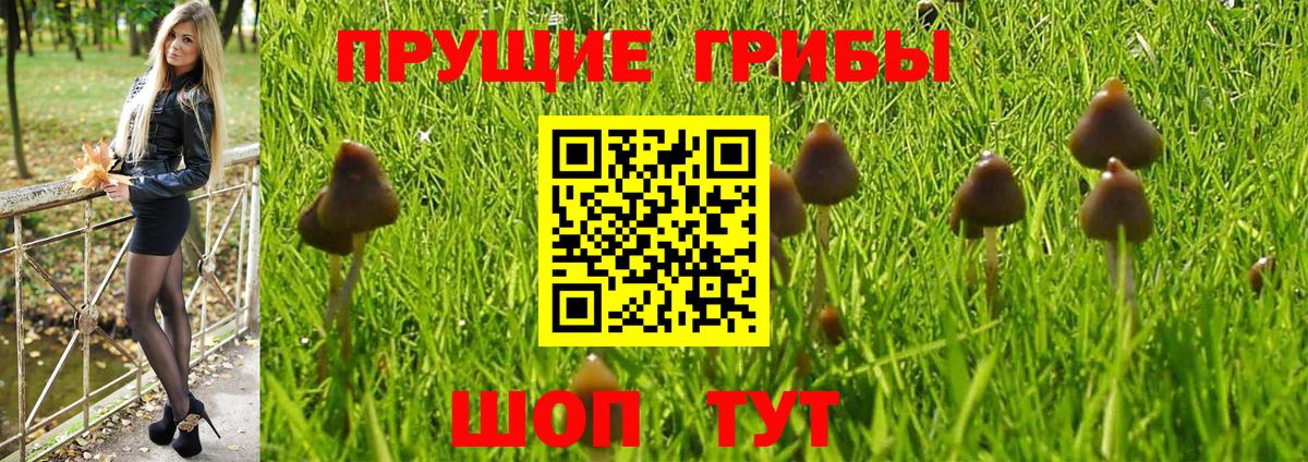 Галлюциногенные грибы GOLDEN TEACHER Новоалтайск